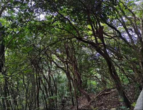 凝心聚力 勇攀高峰——记博海国济商学院江西分院武功山登山之旅934.jpg